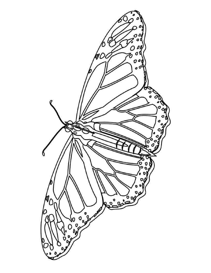 Butterflies To Colour In