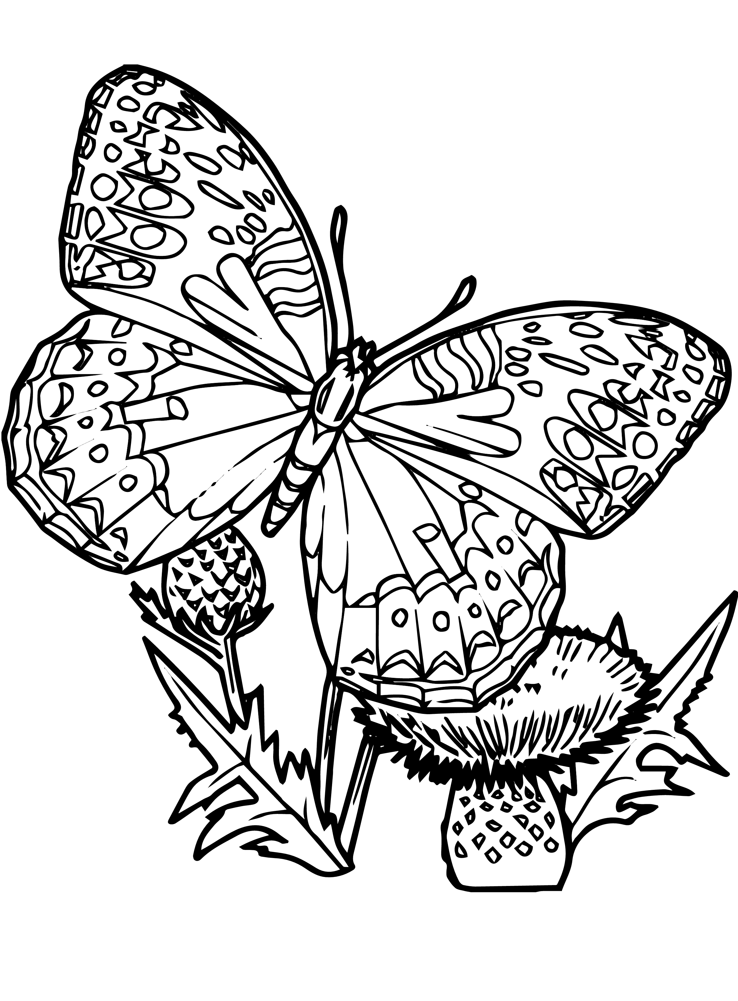 Butterfly Coloring Pages Already Colored