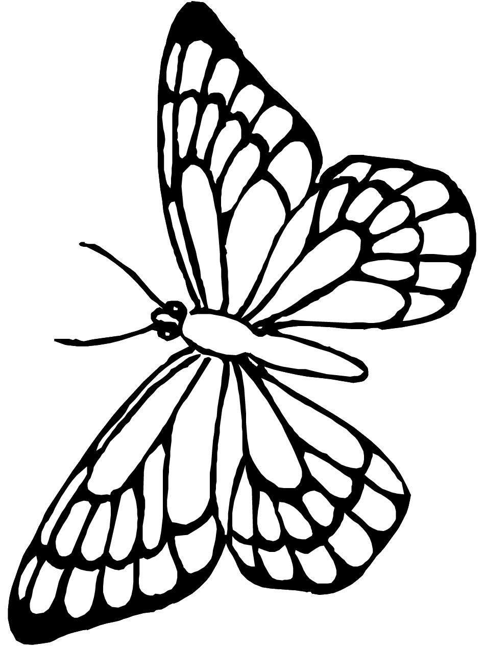 Butterfly Coloring Pages Drawing