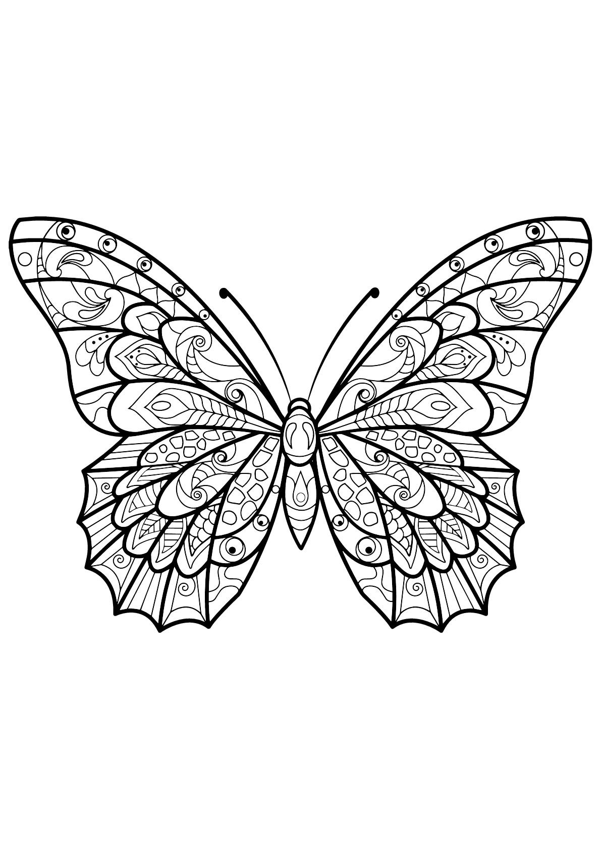 Butterfly Coloring Pages Easy