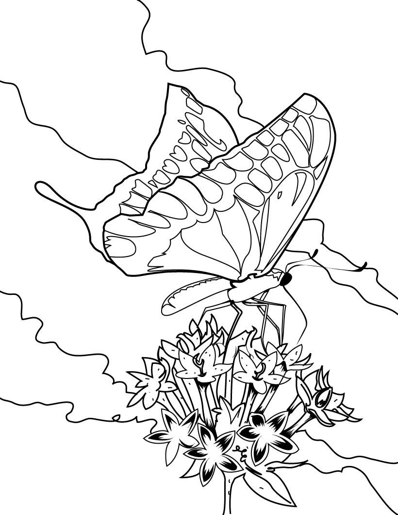 Butterfly Coloring Pages For Adults Free