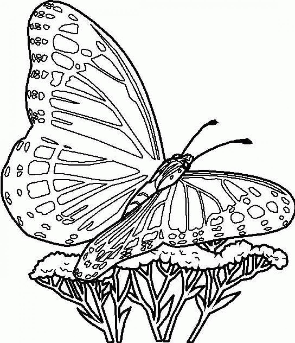 Butterfly Coloring Pages For Adults Pdf