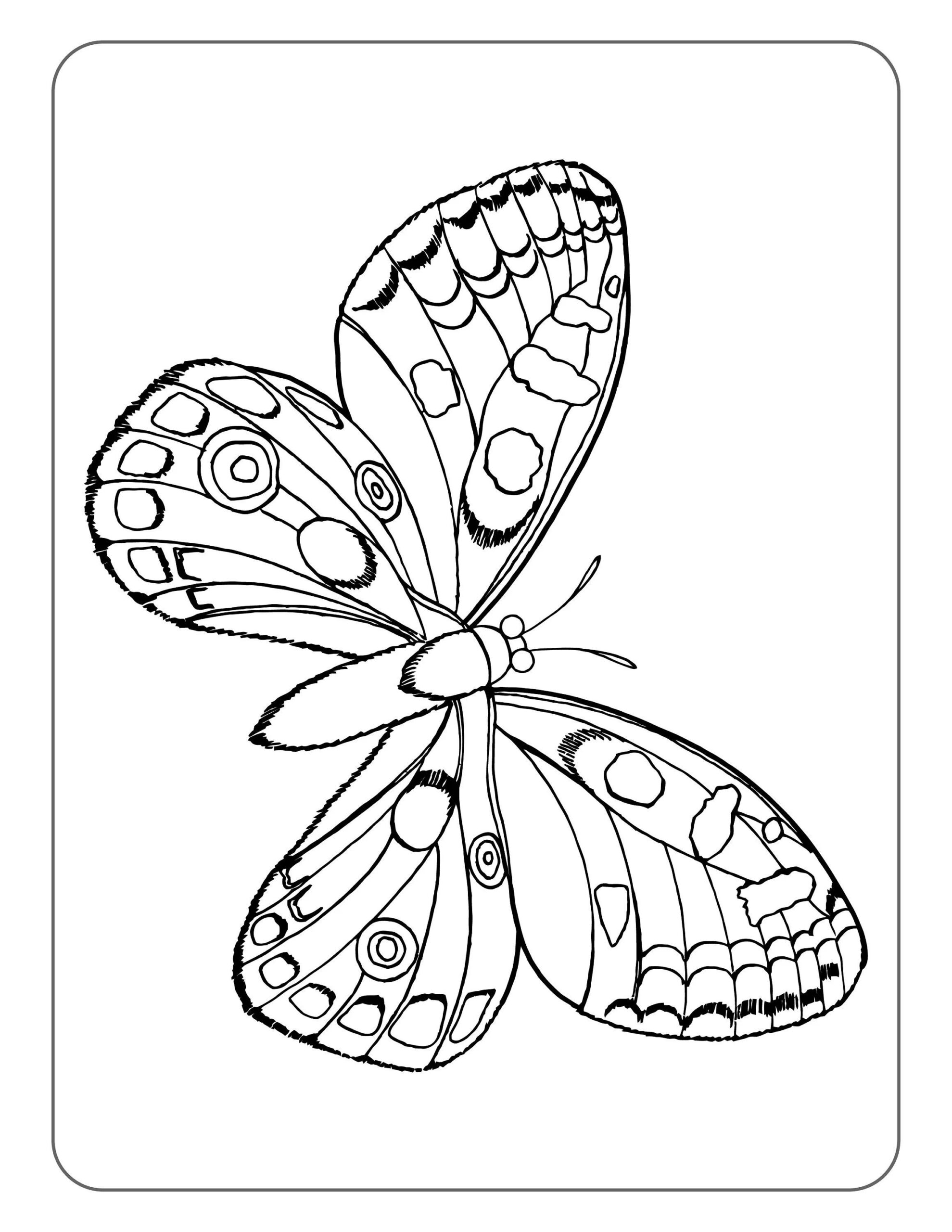 Coloring Pages Birds And Butterflies