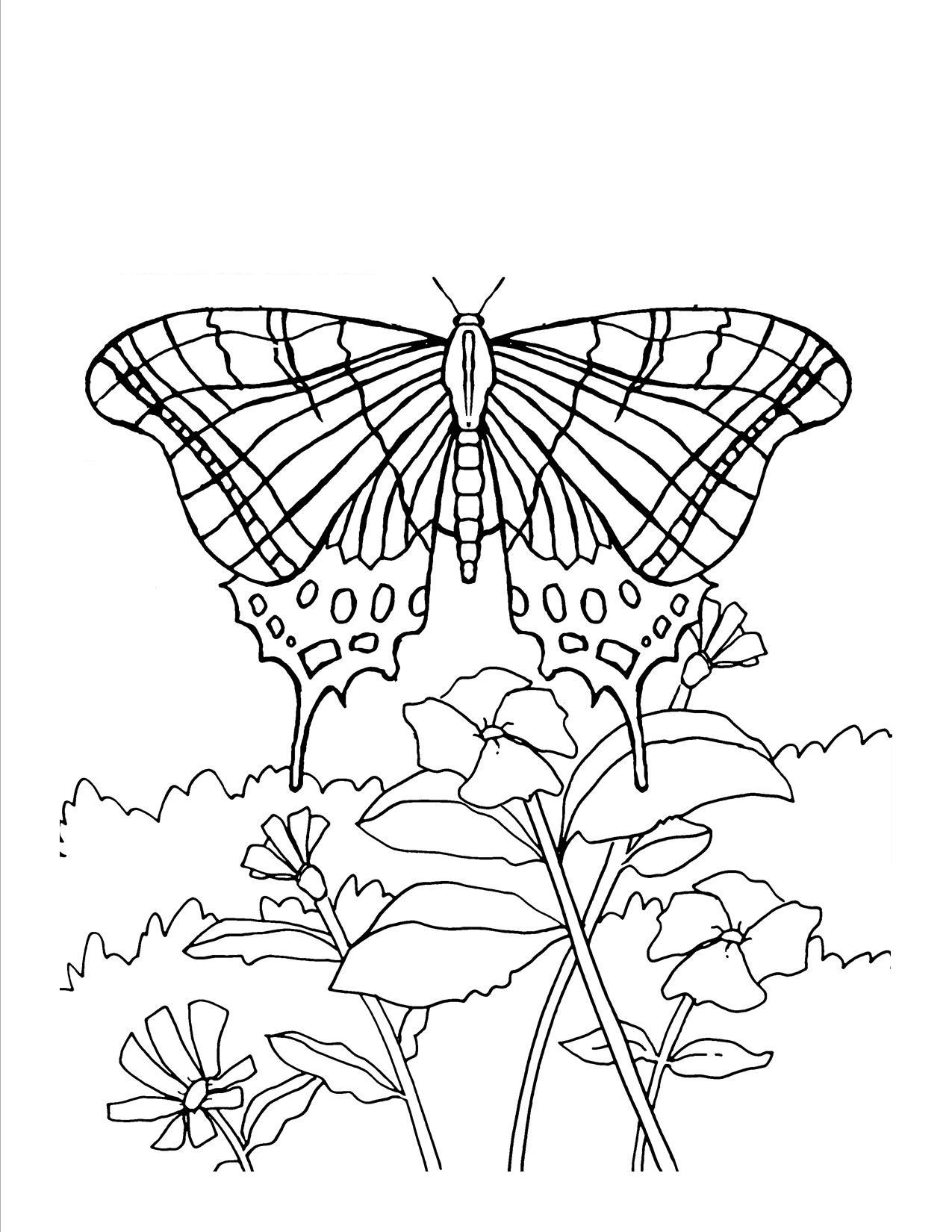 Coloring Pages Butterfly Flower