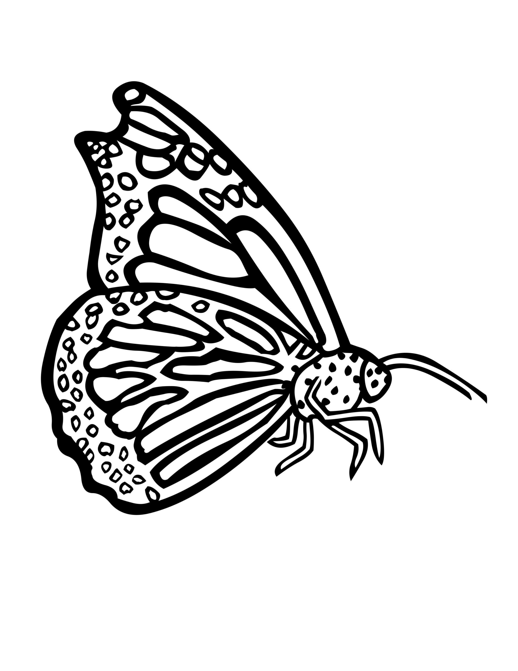 Coloring Pages Cute Butterfly