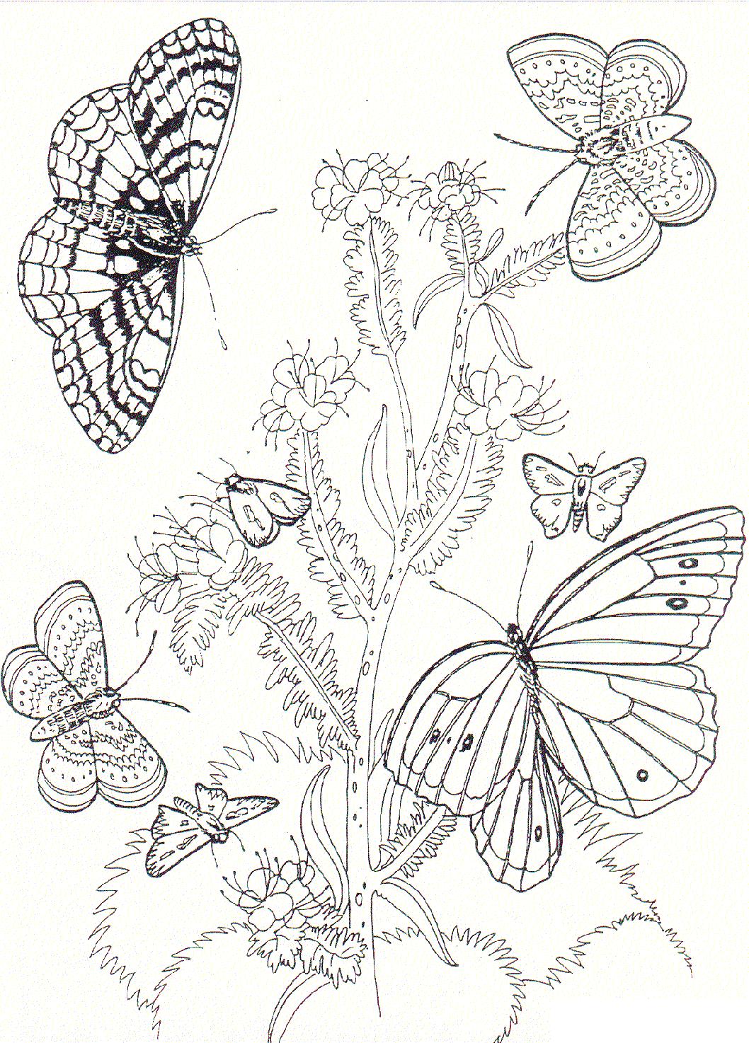 Coloring Pages With Example