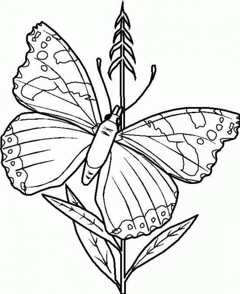 Detailed Butterfly Coloring Pages For Adults