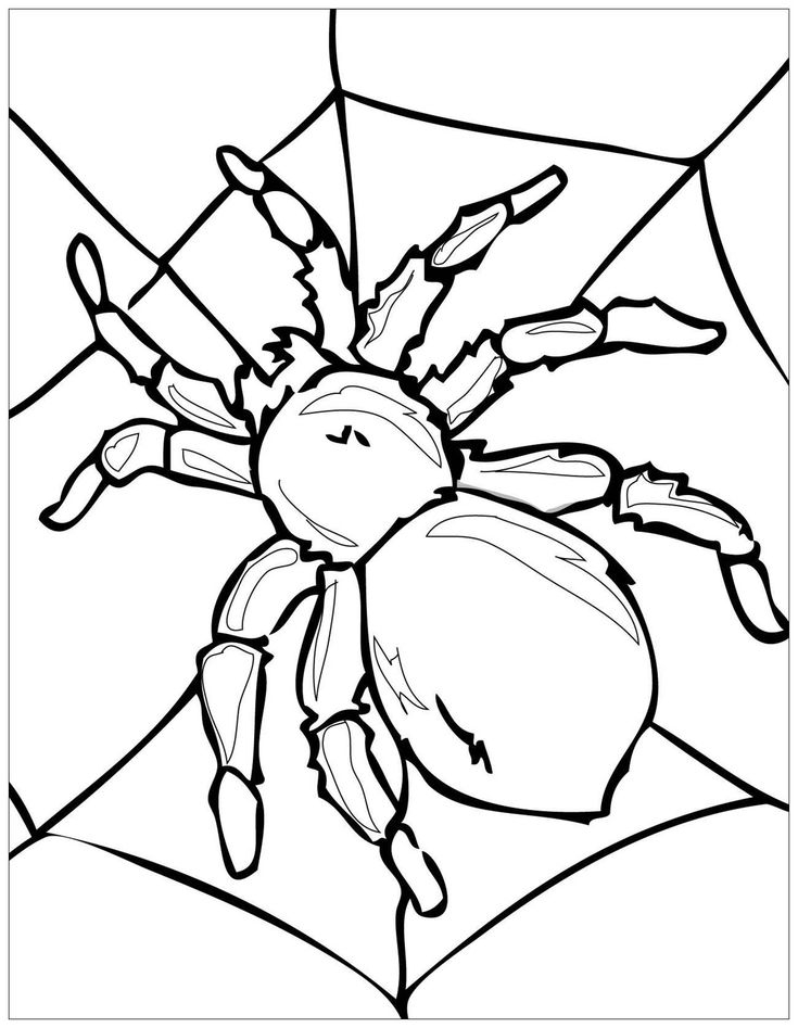 20 Cute Spider Coloring Pages Printable Free