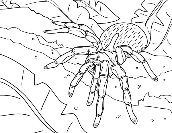 20 Spider Coloring Pages For Adults Pdf