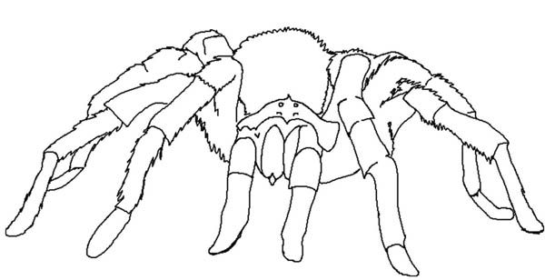 20 Spider Coloring Pages Kids Download