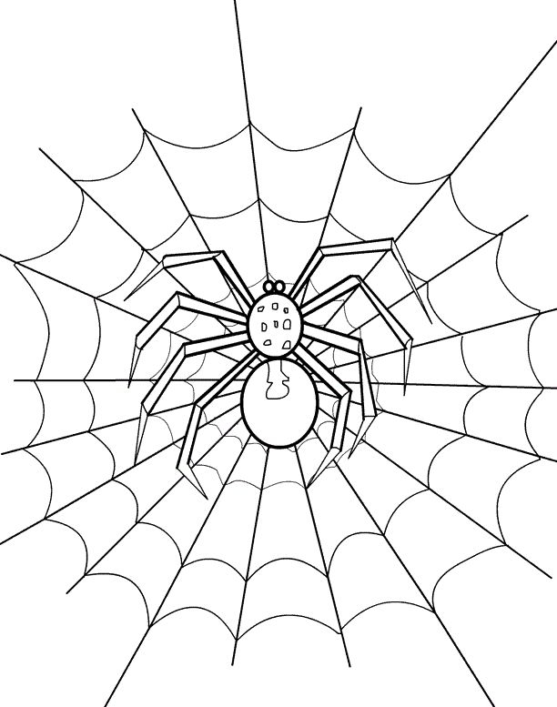 35 Different Colours Of Spiders Pdf