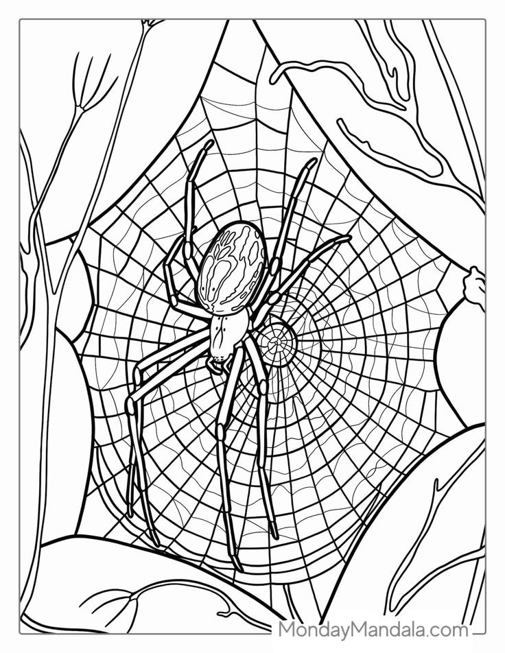 35 Spider Coloring Pages Download Download