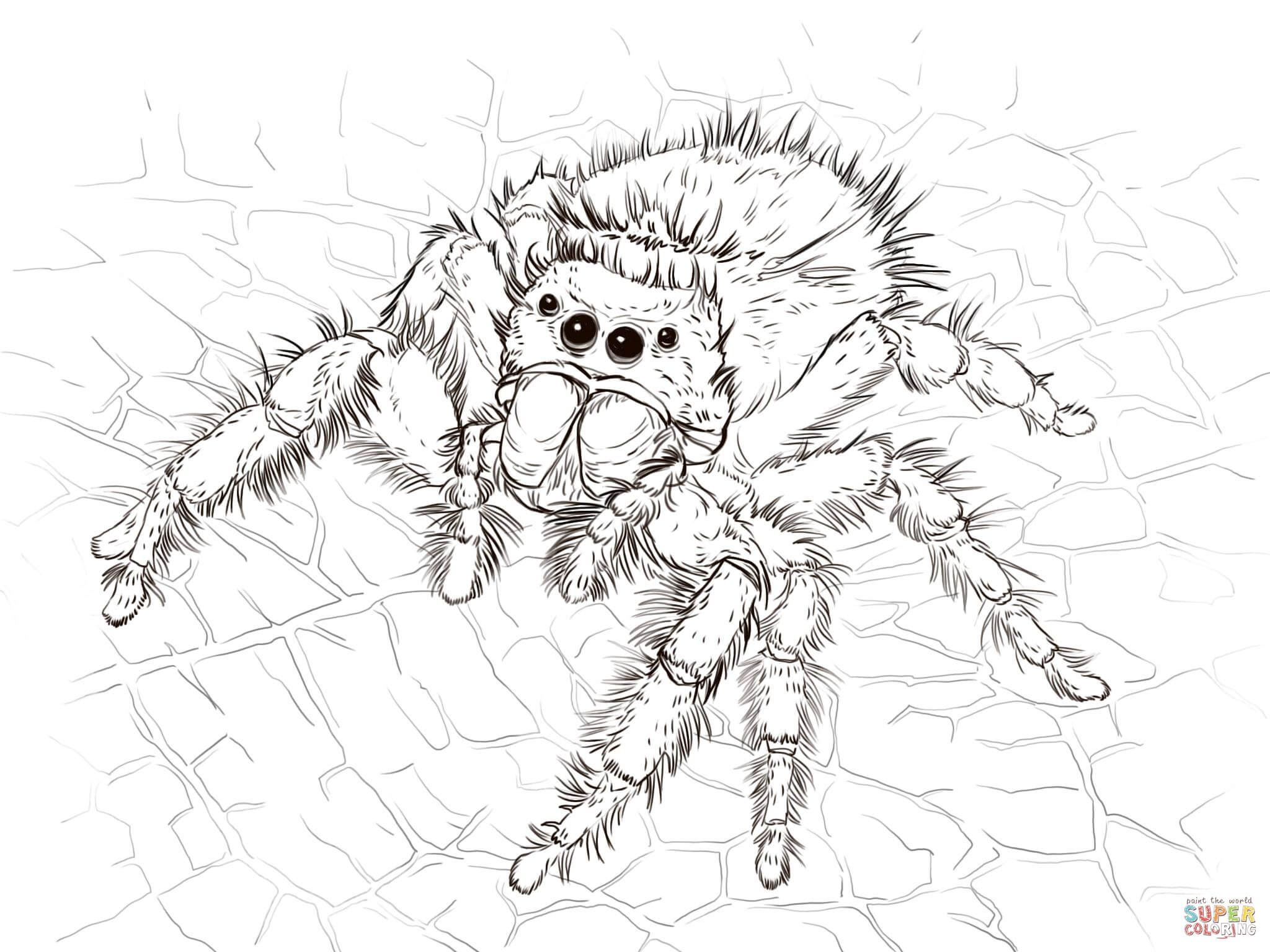 35 Spider Coloring Pages Halloween Free