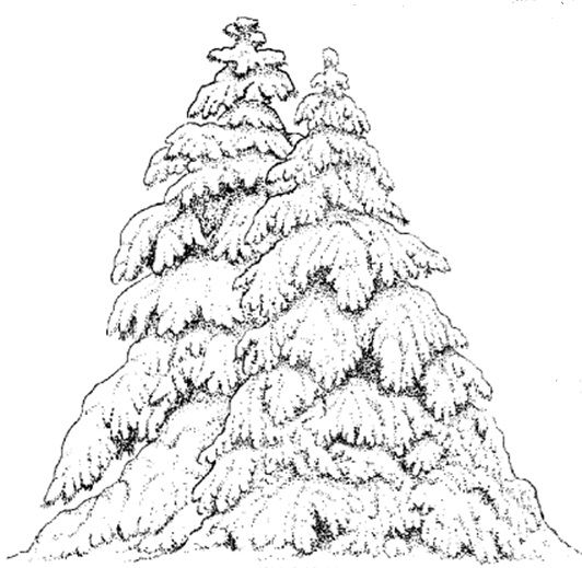 Winter Trees Coloring Page